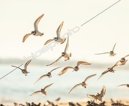 Biosphoto | 2450500 | Common Ringed Plover (Charadrius hiaticula) and Dunlin (Calidris alpina) flying on a beach in Morbihan at sunset, Brittany, France | &copy; Marc Tisseau / Biosphoto