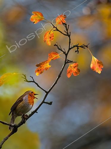 Biosphoto | 2439892 | Common Robin (Erithacus rubecula) autumn song on a hawthorn, Regional Natural Park of Northern Vosges, France | &copy; Michel Rauch / Biosphoto