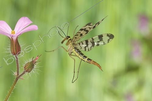 Biosphoto | 912395 | Common Scorpion Fly flying France | &copy; Joël Héras / Biosphoto