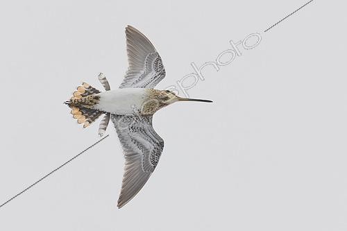 Biosphoto | 2610386 | Common Snipe (Gallinago gallinago) adult in flight, Finnmark, Norway. | &copy; Saverio Gatto / Biosphoto