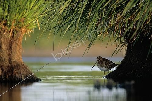 Biosphoto | 543430 | Common Snipe hidden under vegetation France | &copy; Guy Piton / Biosphoto