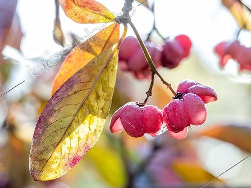 Biosphoto | 2594844 | Common spindle tree (Euonymus europaeus) fruits and leaves in december, Bouches-du-Rhone, France | &copy; Marie Aymerez / Biosphoto