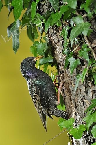 Biosphoto | 2042963 | Common Starling feeding in the nest - Lorraine France | &copy; Michel Poinsignon / Biosphoto