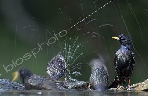 Biosphoto | 2010006 | Common Starlings bathing - Hungary | &copy; Markus Varesvuo / Biosphoto