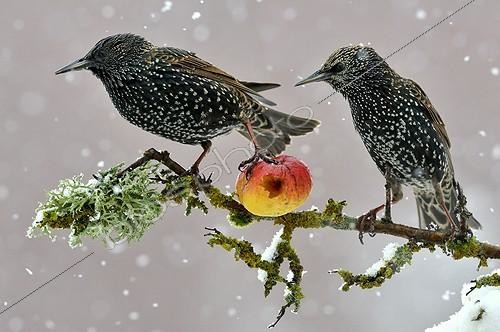 Biosphoto | 2042897 | Common Starlings eating an apple in winter - France | &copy; Michel Poinsignon / Biosphoto