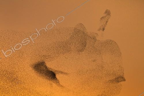 Biosphoto | 1487393 | Common Starlings joining their winter dormitory France | &copy; Pierre Huguet-Dubief / Biosphoto