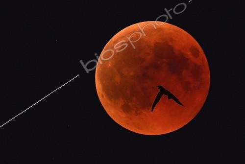 Biosphoto | 2403506 | Common Swift (Apus apus) chasing before the Moon eclipse of July 27, 2018, Regional Natural Park of Vosges du Nord, France | &copy; Michel Rauch / Biosphoto