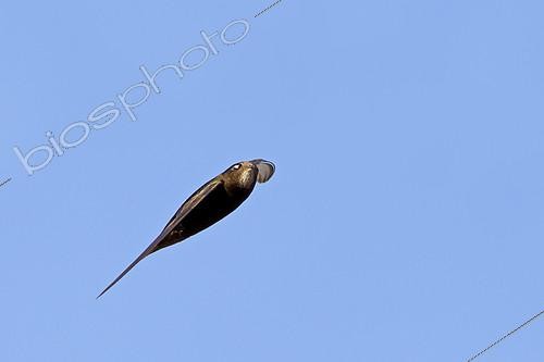 Biosphoto | 2413126 | Common Swift (Apus apus) flying, Baden-Wuerttemberg, Germany | &copy; Mathias Schaef / BIA / Biosphoto