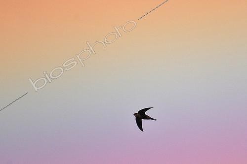 Biosphoto | 2081188 | Common Swift (Apus apus) in flight at sunset, France | &copy; Adrien Wehrlé / Biosphoto