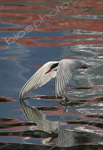 Biosphoto | 466634 | Common tern skimming the water surface England | &copy; Jack Chapman / Biosphoto