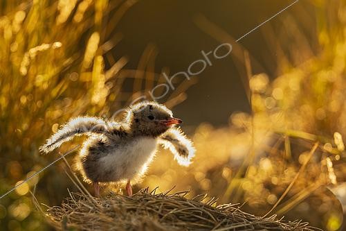Biosphoto | 2609067 | Common tern (Sterna hirundo) nestling, Golfe du Morbihan, Southern Brittany, France | &copy; Guy Van Langenhove / Biosphoto