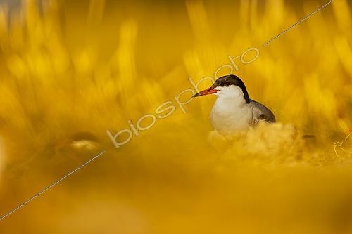 Biosphoto | 2609066 | Common tern (Sterna hirundo) on the ground, Golfe du Morbihan, Southern Brittany, France | &copy; Guy Van Langenhove / Biosphoto