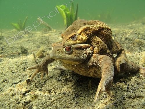 Biosphoto | 1290158 | Common toads mating in the bottom of a lake France | &copy; Rémi Masson / Biosphoto