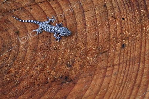 Biosphoto | 739276 | Common Wall Gecko on one strain of an african cedar | &copy; Pascal Pittorino / Biosphoto