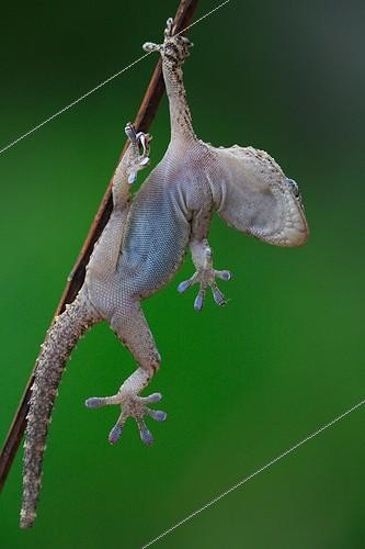 Biosphoto | 739279 | Common Wall Gecko suspended from a twig | &copy; Pascal Pittorino / Biosphoto