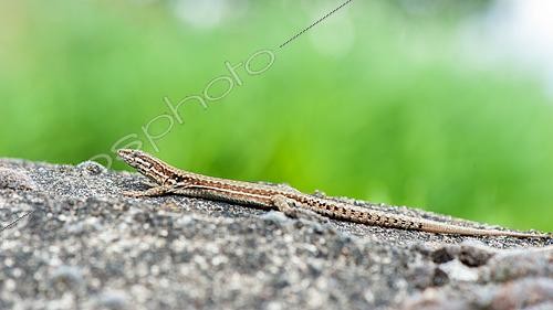 Biosphoto | 2468560 | Common wall lizard (Podarcis muralis) resting with eyes closed on a low wall, Azay-sur-Indre, Indre et Loire, Centre Val de Loire Region, France | &copy; Patrick Glaume / Biosphoto