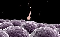 Biosphoto | 2474729 | Conceptual image of fertilization. | &copy; Stocktrek Images / Biosphoto