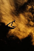 Biosphoto | 1778925 | Cone-head Mantis at sunset in the scrubland France | &copy; Quentin Martinez / Biosphoto