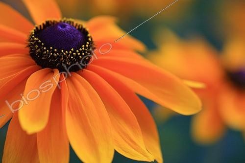 Biosphoto | 604560 | Coneflower in a botanical garden Hyères Var | &copy; Pascal Pittorino / Biosphoto