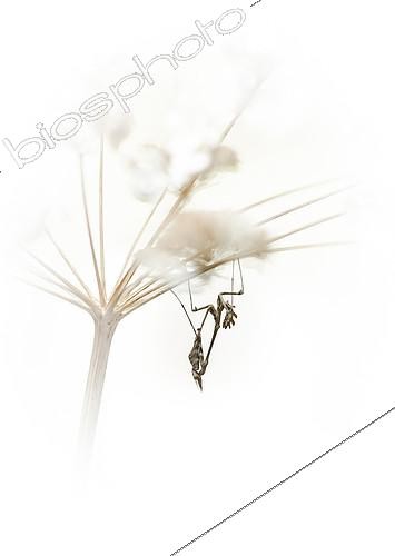 Biosphoto | 2407169 | Conehead Mantis (Empusa pennata) on umbel, Greece | &copy; Benoît Outrey / Biosphoto