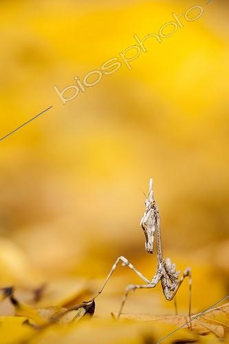Biosphoto | 2027297 | Conehead mantis larva on dead leaves in scrubland - France | &copy; Patrick Goujon / Biosphoto