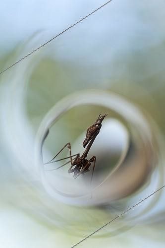 Biosphoto | 2027321 | Conehead mantis on curly grass in scrubland - France | &copy; Patrick Goujon / Biosphoto