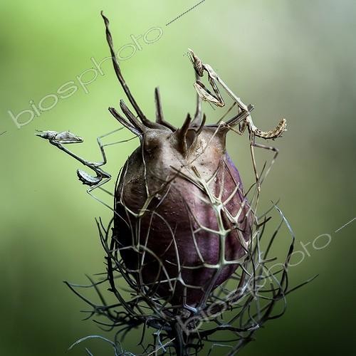 Biosphoto | 2027299 | Conehead mantis on Love-in-the-mist in scrubland - France  | &copy; Patrick Goujon / Biosphoto