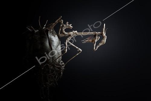 Biosphoto | 2027302 | Conehead mantis on Love-in-the-mist in scrubland - France | &copy; Patrick Goujon / Biosphoto