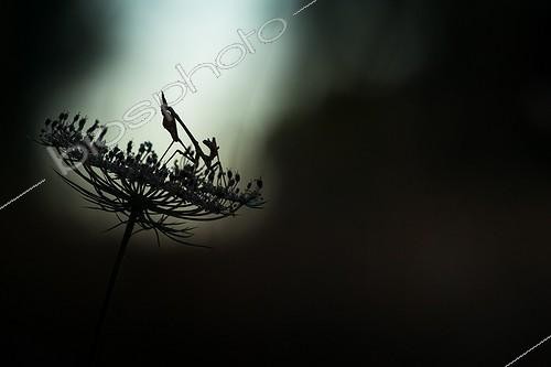Biosphoto | 2027301 | Conehead mantis on Umbel in scrubland - France  | &copy; Patrick Goujon / Biosphoto