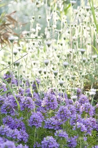 Biosphoto | 2034132 | Conehead thyme in bloom in a mediterranean garden | &copy; Marc Chatelain / Biosphoto
