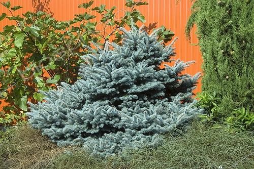 Biosphoto | 2032383 | Conifer in a garden | &copy; DIGIT images / Biosphoto