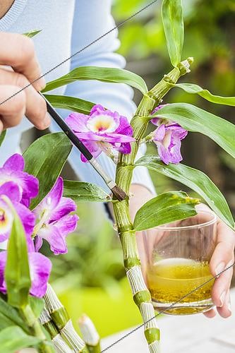 Biosphoto | 2489488 | Controlling mealybugs on an orchid (Dendrobium) with a homemade lotion made from table oil, alcohol and essential oil. | &copy; Jean-Michel Groult / Biosphoto