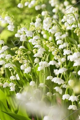 Biosphoto | 1764407 | Convallaria majalis | &copy; Visions Botanical / Visions Pictures / Biosphoto