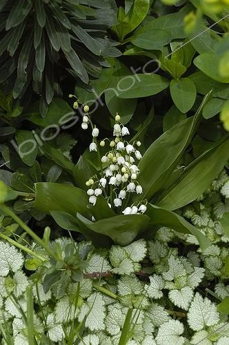 Biosphoto | 444958 | CONVALLARIA MAJALIS | &copy; DIGIT images / Biosphoto