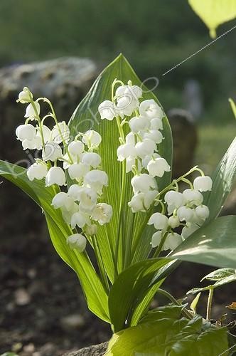 Biosphoto | 444963 | CONVALLARIA MAJALIS | &copy; DIGIT images / Biosphoto