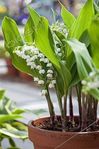 Biosphoto | 2539250 | Convallaria majalis Bordeaux | &copy; Visions Pictures / Biosphoto