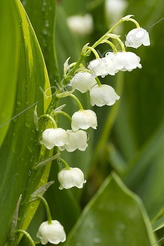 Biosphoto | 2138231 | Convallaria majalis 'Haldon Grange' | &copy; Frédéric Tournay / Biosphoto