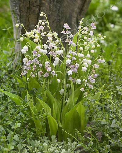 Biosphoto | 2536488 | Convallaria majalis pink and white mix | &copy; Visions Pictures / Biosphoto