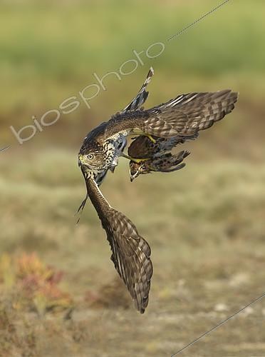 Biosphoto | 2411202 | Cooper's Hawk (Accipiter cooperii) immature flying with male Northern Bobwhite (Colinus virginianus) prey in claws, Texas, USA | &copy; Alan Murphy / BIA / Biosphoto