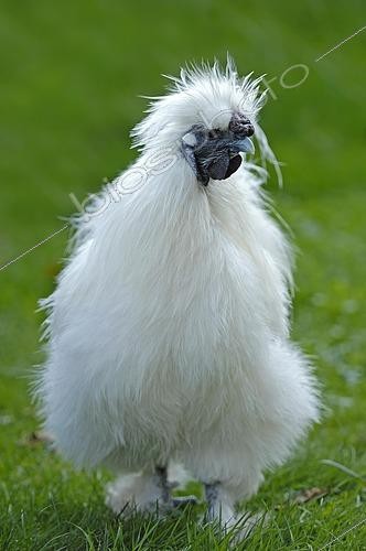 Biosphoto | 2423142 | Coq Nègre Soie | &copy; Christian Hütter / imageBROKER / Biosphoto