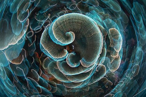 Biosphoto | 2443349 | Corail laitue en spinning, Raja Ampat, Indonésie | &copy; Gabriel Barathieu / Biosphoto