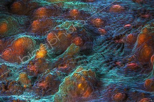 Biosphoto | 2526621 | Coral encrusting at 50 meters depth, Mayotte | &copy; Gabriel Barathieu / Biosphoto