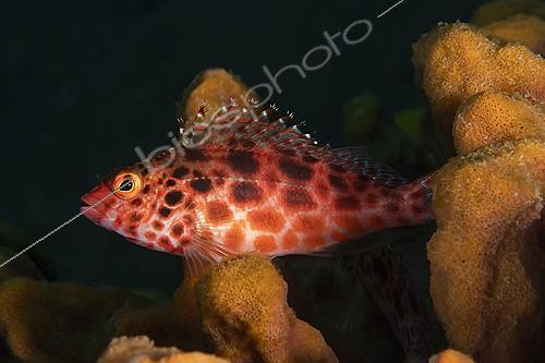 Biosphoto | 2622016 | Coral Hawkfish (Cirrhitichthys oxycephalus), diving at Melasti, Tulamben, Bali, Indonesia. | &copy; Jean Cassou / Biosphoto
