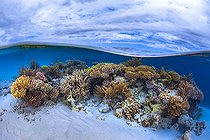 Biosphoto | 2456340 | Corals potato in the S-shaped channel during a high low tide, Mayotte | &copy; Gabriel Barathieu / Biosphoto