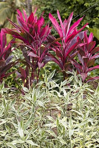 Biosphoto | 610567 | Cordyline in a garden of Martinique Island | &copy; Laurent Rebelle / Biosphoto