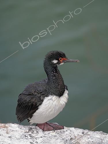 Biosphoto | 2622052 | Cormoran de Magellan (Phalacrocorax magellanicus), Île Bleaker, Îles Malouines, Amérique du Sud | &copy; Martin Zwick / Biosphoto