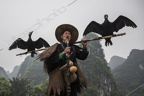 Biosphoto | 2078540 | Cormorant fishing on the Li River, Guangxi, China | &copy; Alexandre Sattler / Biosphoto