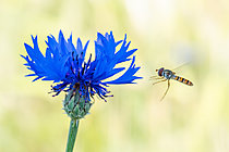 Biosphoto | 2629056 | Cornflower (Centaurea cyanus) and Marmalade Hover-fly (Episyrphus balteatus) in flight, Lorry-Mardigny, Lorraine, France. | &copy; Stéphane Vitzthum / Biosphoto