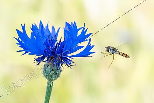 Biosphoto | 2629056 | Cornflower (Centaurea cyanus) and Marmalade Hover-fly (Episyrphus balteatus) in flight, Lorry-Mardigny, Lorraine, France. | &copy; Stéphane Vitzthum / Biosphoto
