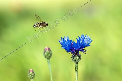 Biosphoto | 2629057 | Cornflower (Centaurea cyanus) and wild bee in flight, Lorry-Mardigny, Lorraine, France. | &copy; Stéphane Vitzthum / Biosphoto